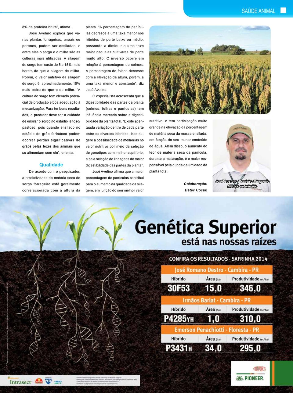 a diminuir a uma taxa entre elas o sorgo e o milho são as maior naquelas cultivares de porte culturas mais utilizadas. A silagem muito alto.