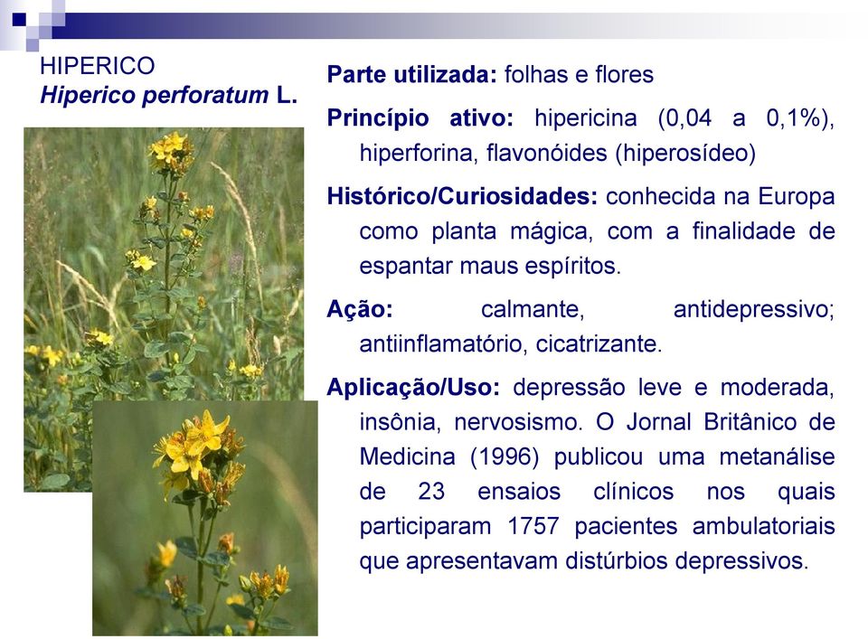 conhecida na Europa como planta mágica, com a finalidade de espantar maus espíritos.