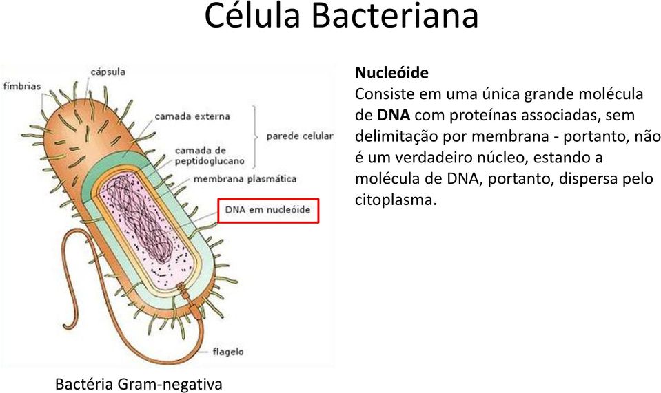 membrana - portanto, não é um verdadeiro núcleo, estando a