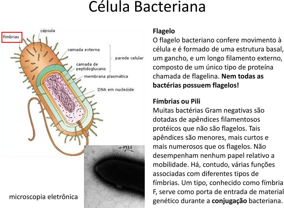microscopia eletrônica Fímbrias ou Pili Muitas bactérias Gram negativas são dotadas de apêndices filamentosos protéicos que não são flagelos.