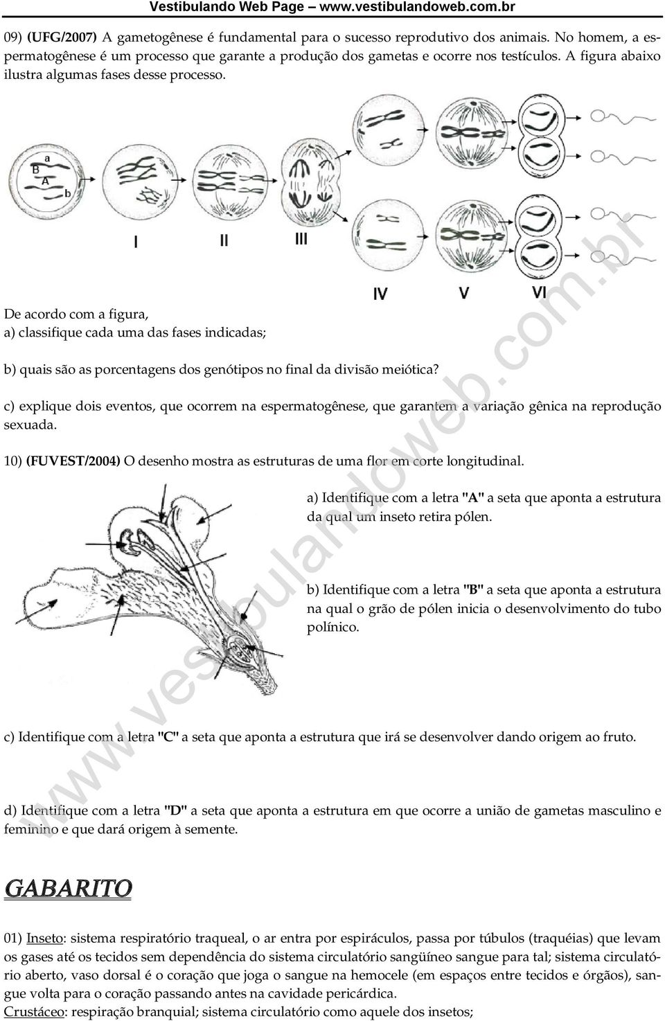 c) explique dois eventos, que ocorrem na espermatogênese, que garantem a variação gênica na reprodução sexuada. 10) (FUVEST/2004) O desenho mostra as estruturas de uma flor em corte longitudinal.