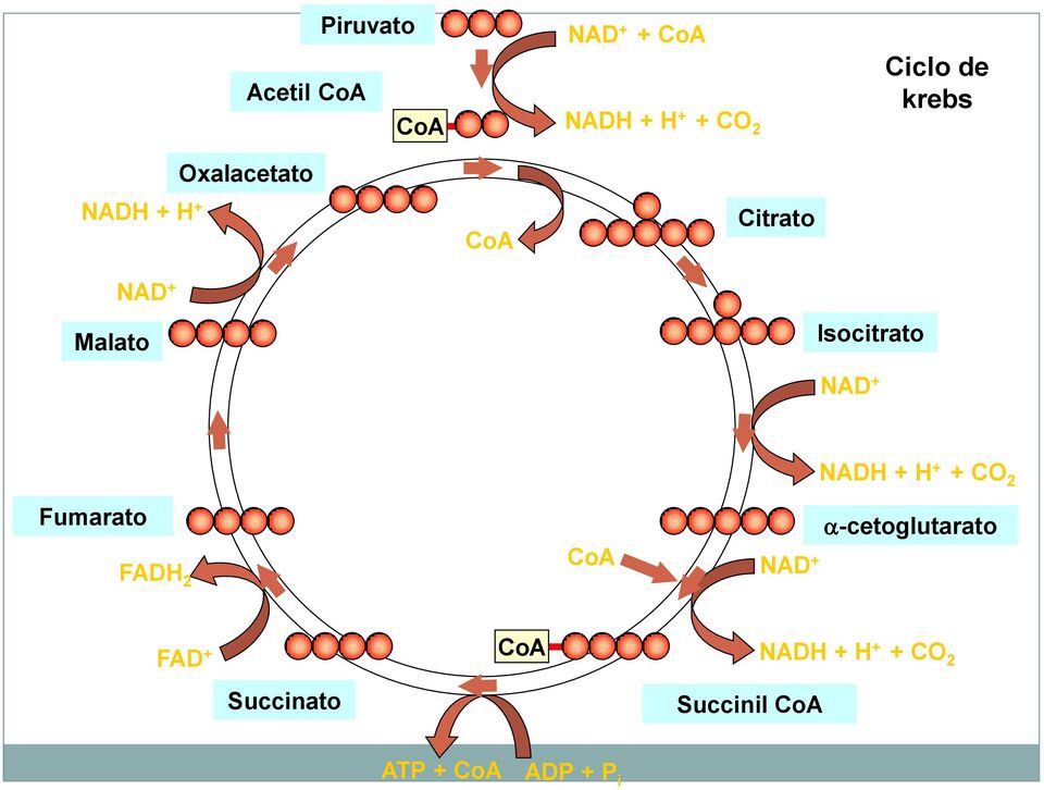 NAD + Fumarato FADH 2 CoA NAD + NADH + H + + CO 2 -cetoglutarato