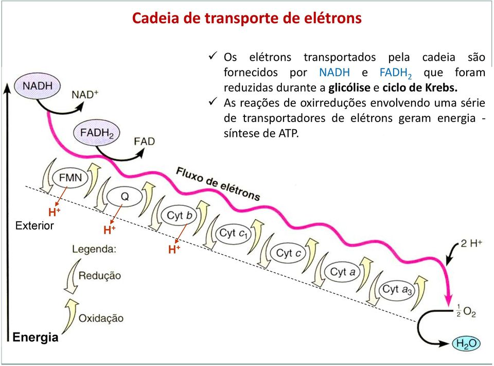 ciclo de Krebs.