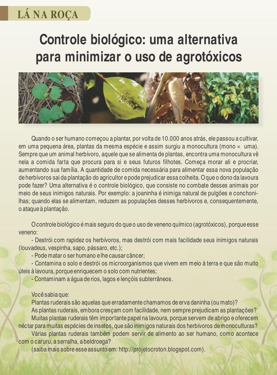 Sempre que um animal herbívoro, aquele que se alimenta de plantas, encontra uma monocultura vê nela a comida farta que procura para si e seus futuros filhotes.