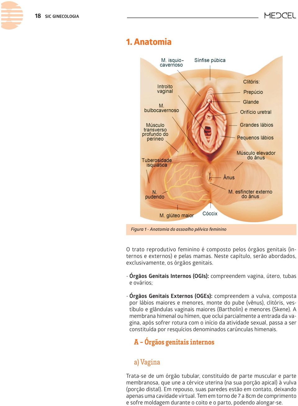 --Órgãos Genitais Internos (OGIs): compreendem vagina, útero, tubas e ovários; --Órgãos Genitais Externos (OGEs): compreendem a vulva, composta por lábios maiores e menores, monte do pube (vênus),