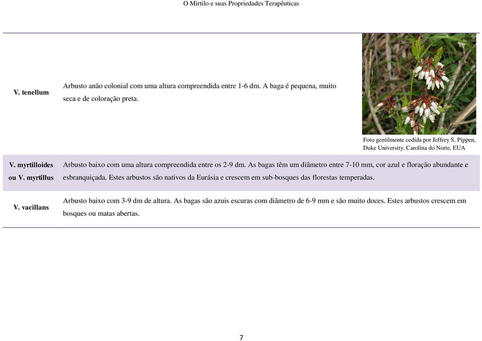 myrtillus Arbusto baixo com uma altura compreendida entre os 2-9 dm. As bagas têm um diâmetro entre 7-10 mm, cor azul e floração abundante e esbranquiçada.