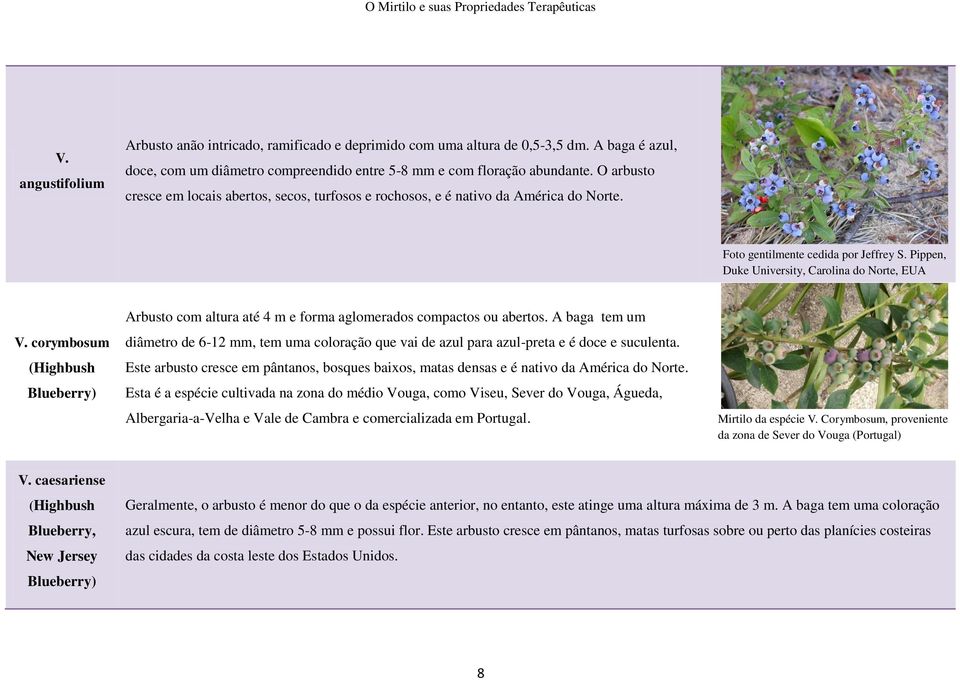 corymbosum (Highbush Blueberry) Arbusto com altura até 4 m e forma aglomerados compactos ou abertos.