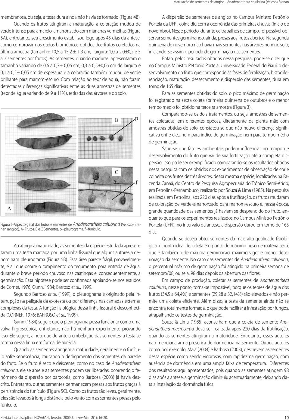 antese, como comprovam os dados biométricos obtidos dos frutos coletados na última amostra (tamanho: 10,5 a 15,2 ± 1,3 cm, largura: 1,0 a 2,0±0,2 e 5 a 7 sementes por frutos).