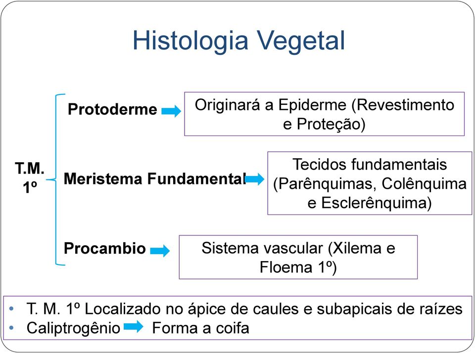e Esclerênquima) Procambio Sistema vascular (Xilema e Floema 1º) T. M.