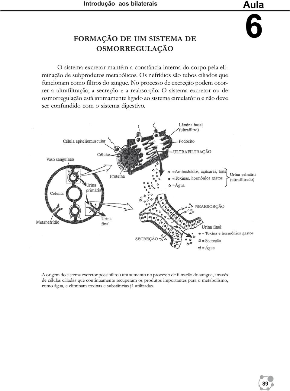 O sistema excretor ou de osmorregulação está intimamente ligado ao sistema circulatório e não deve ser confundido com o sistema digestivo.