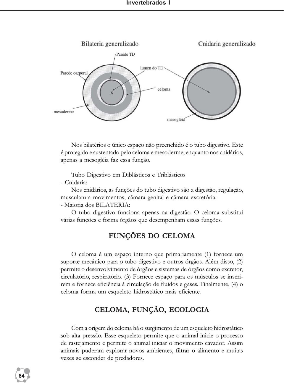 - Maioria dos BILATERIA: O tubo digestivo funciona apenas na digestão. O celoma substitui várias funções e forma órgãos que desempenham essas funções.