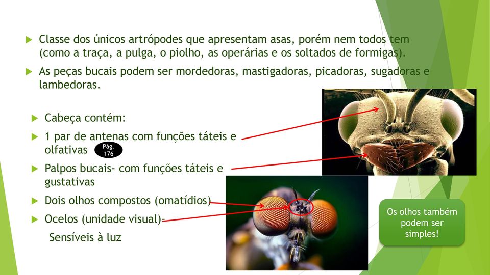 As peças bucais podem ser mordedoras, mastigadoras, picadoras, sugadoras e lambedoras.