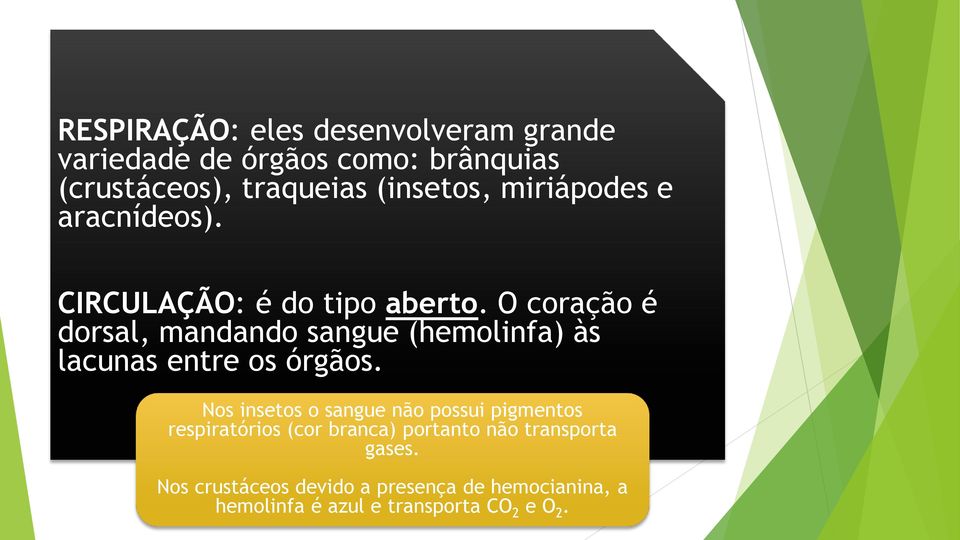 O coração é dorsal, mandando sangue (hemolinfa) às lacunas entre os órgãos.