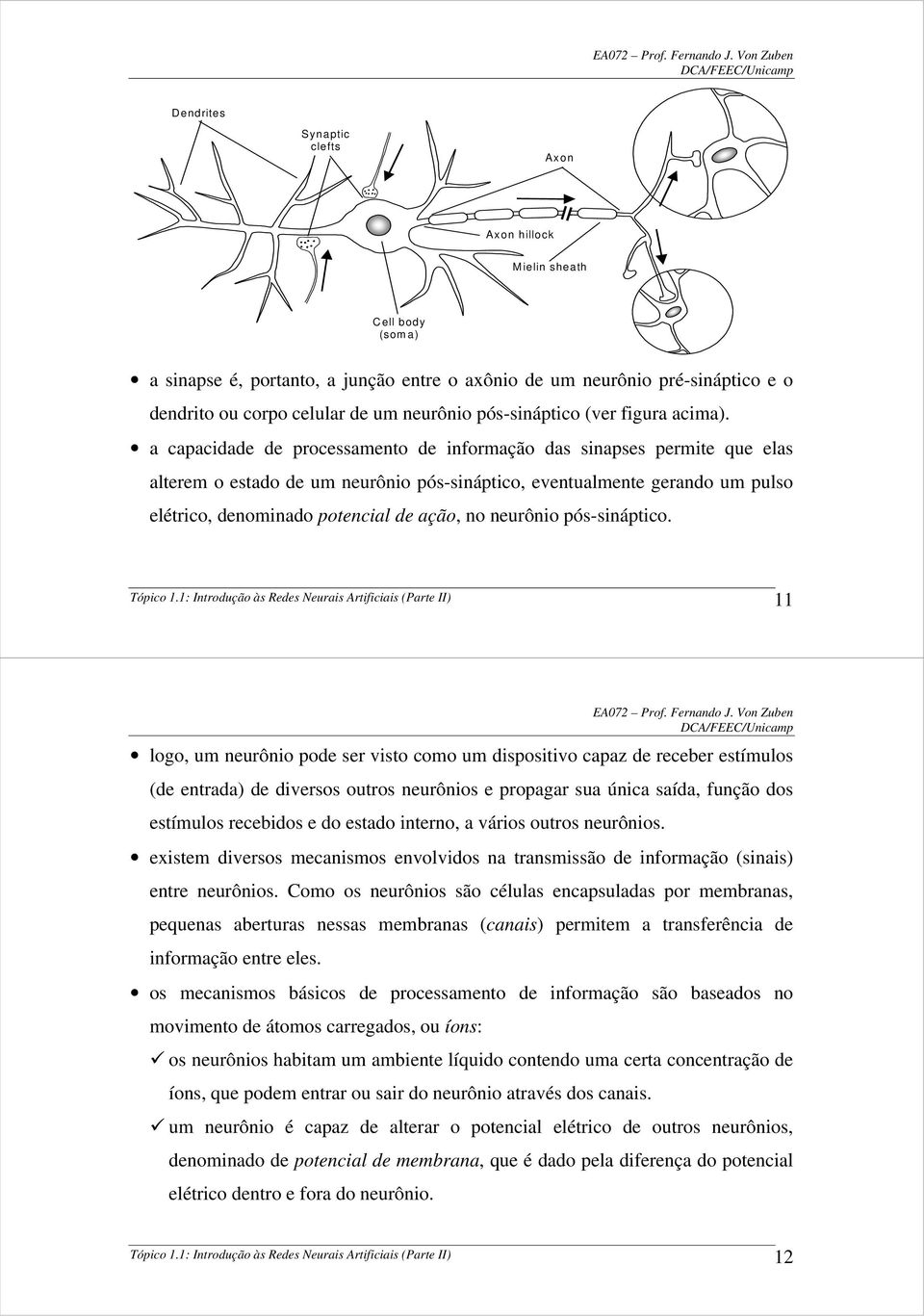 a capacidade de processamento de informação das sinapses permite que elas alterem o estado de um neurônio pós-sináptico, eventualmente gerando um pulso elétrico, denominado potencial de ação, no