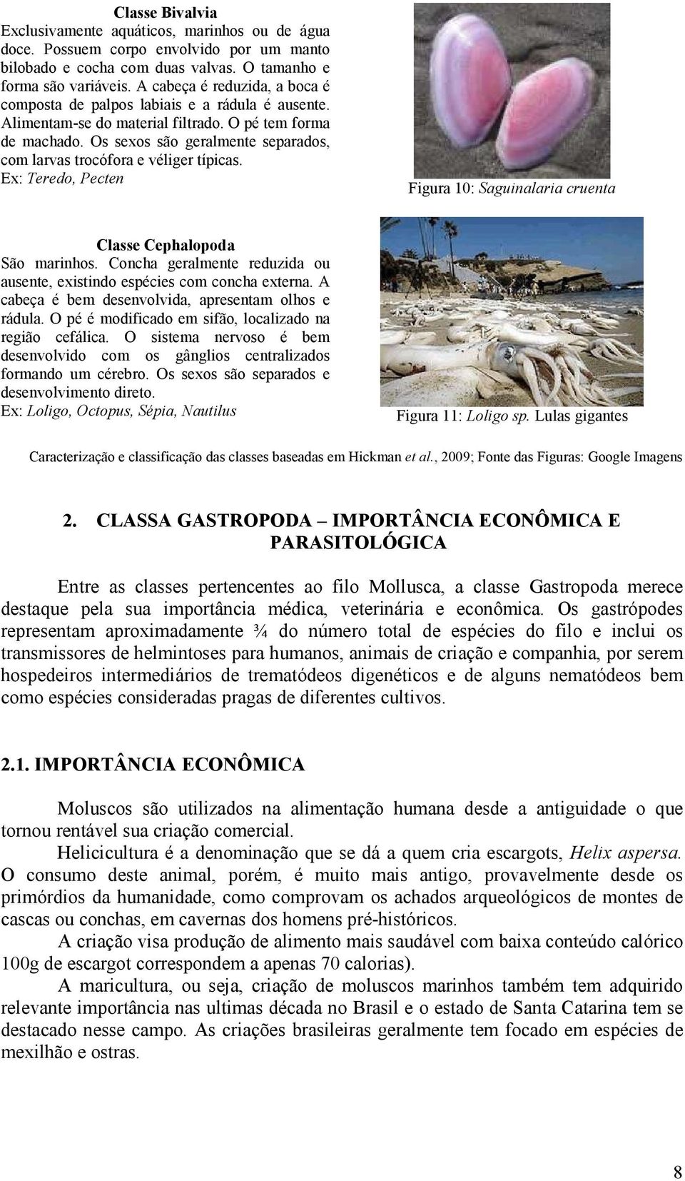 Os sexos são geralmente separados, com larvas trocófora e véliger típicas. Ex: Teredo, Pecten Figura 10: Saguinalaria cruenta Classe Cephalopoda São marinhos.