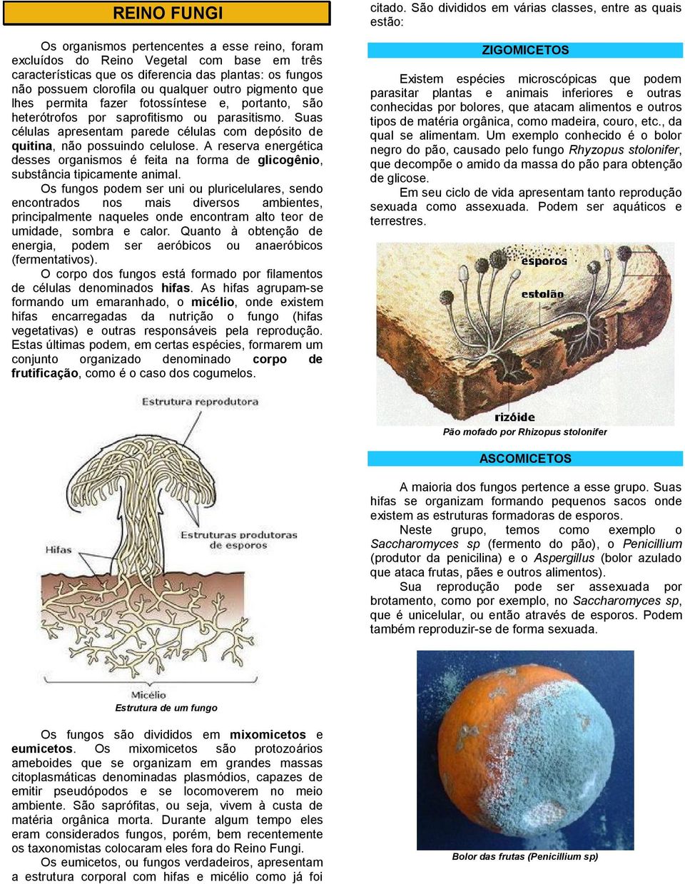 A reserva energética desses organismos é feita na forma de glicogênio, substância tipicamente animal.