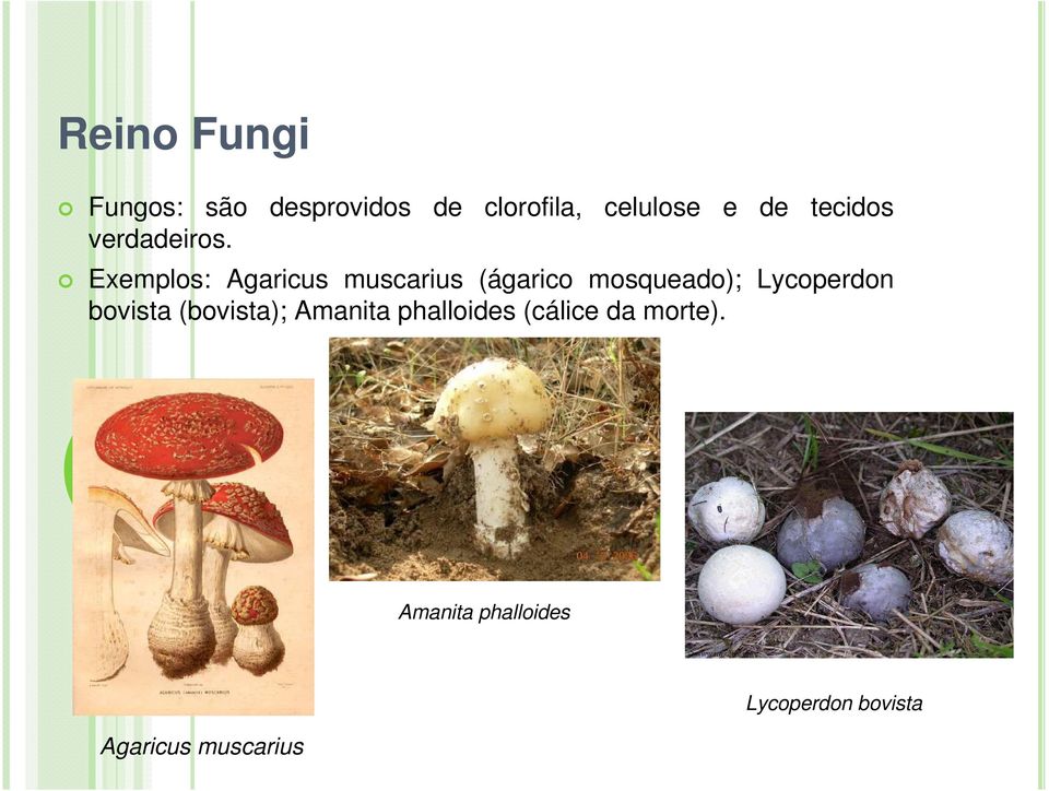 Exemplos: Agaricus muscarius (ágarico mosqueado); Lycoperdon