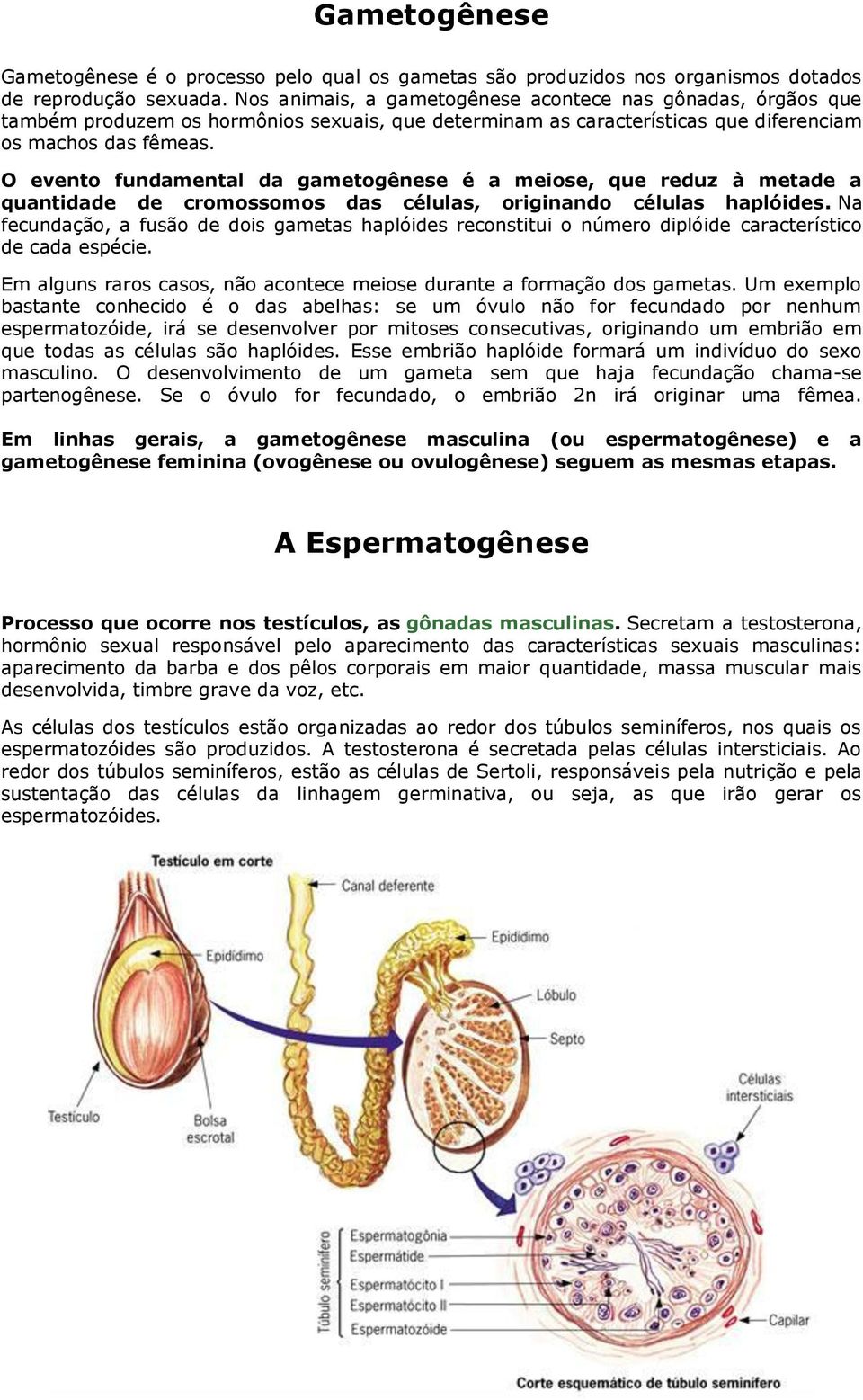 O evento fundamental da gametogênese é a meiose, que reduz à metade a quantidade de cromossomos das células, originando células haplóides.