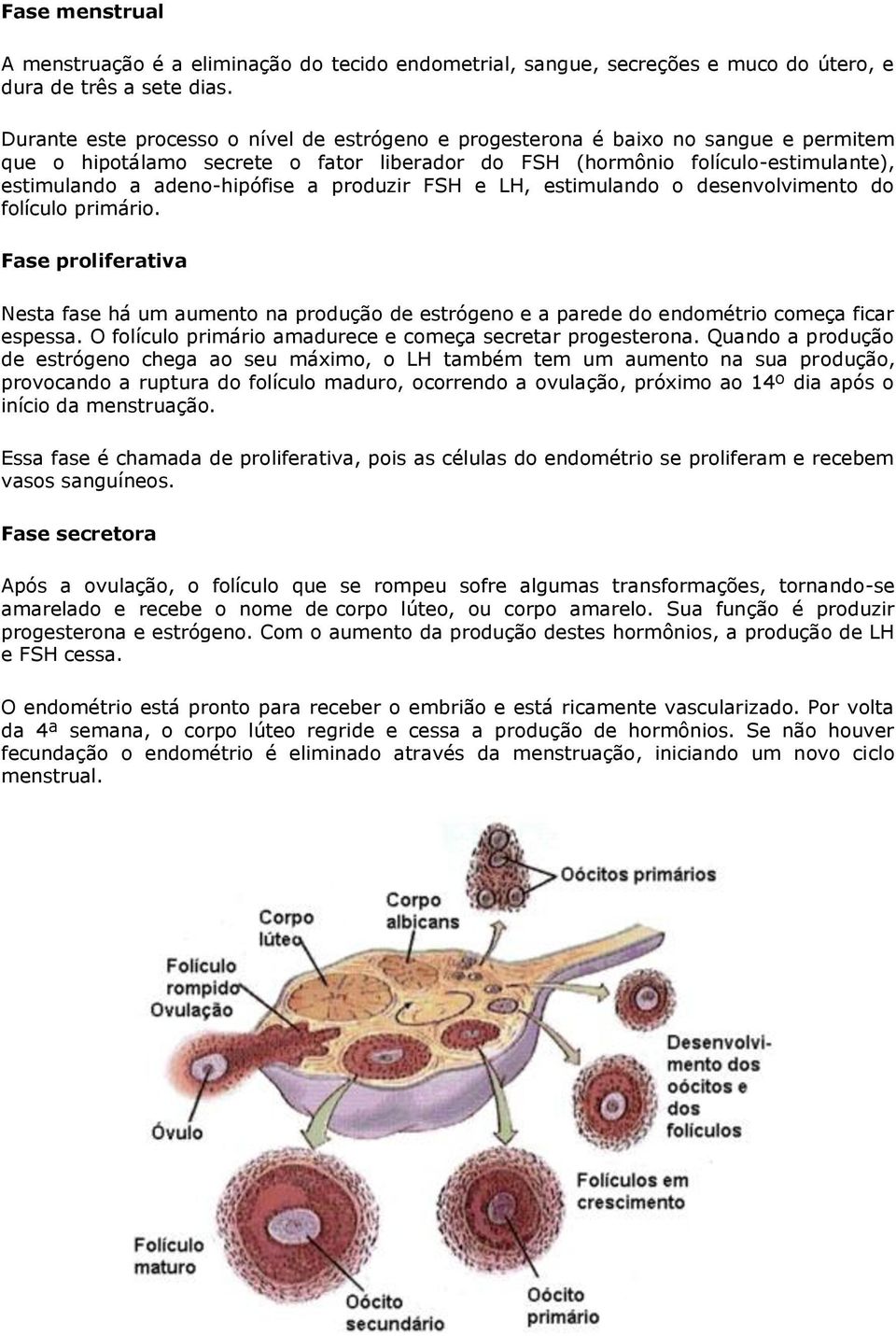 a produzir FSH e LH, estimulando o desenvolvimento do folículo primário. Fase proliferativa Nesta fase há um aumento na produção de estrógeno e a parede do endométrio começa ficar espessa.