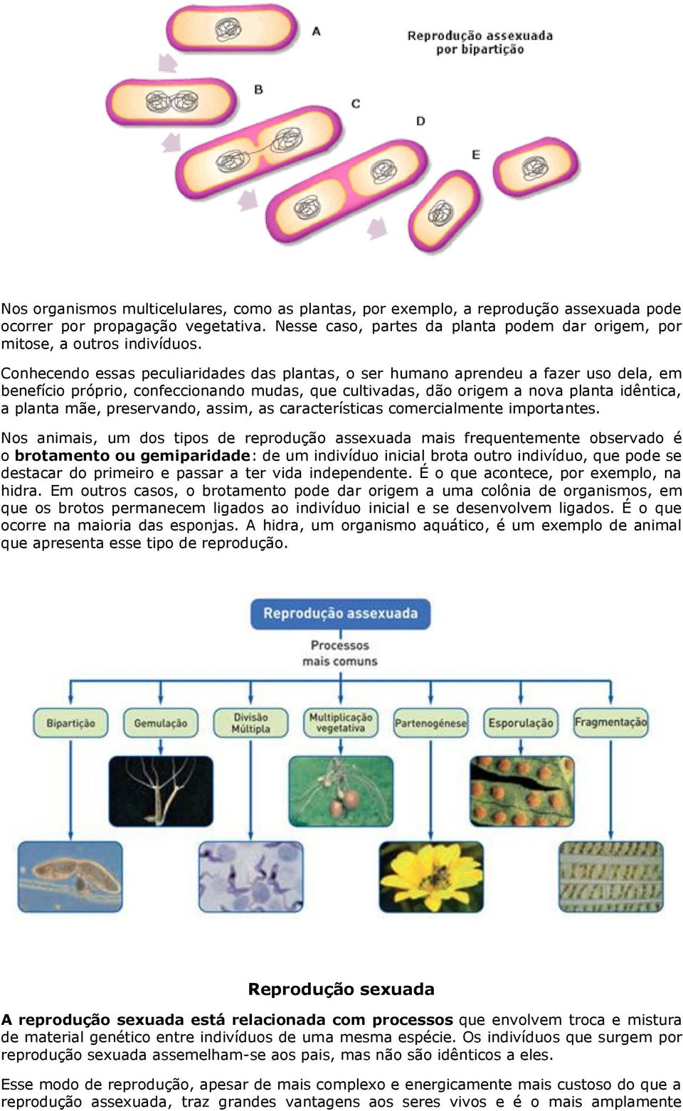 Conhecendo essas peculiaridades das plantas, o ser humano aprendeu a fazer uso dela, em benefício próprio, confeccionando mudas, que cultivadas, dão origem a nova planta idêntica, a planta mãe,