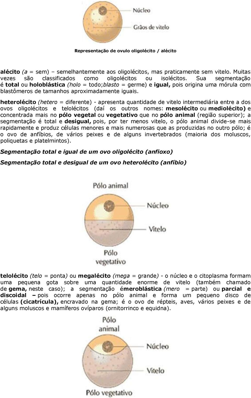 heterolécito (hetero = diferente) - apresenta quantidade de vitelo intermediária entre a dos ovos oligolécitos e telolécitos (daí os outros nomes: mesolécito ou mediolécito) e concentrada mais no