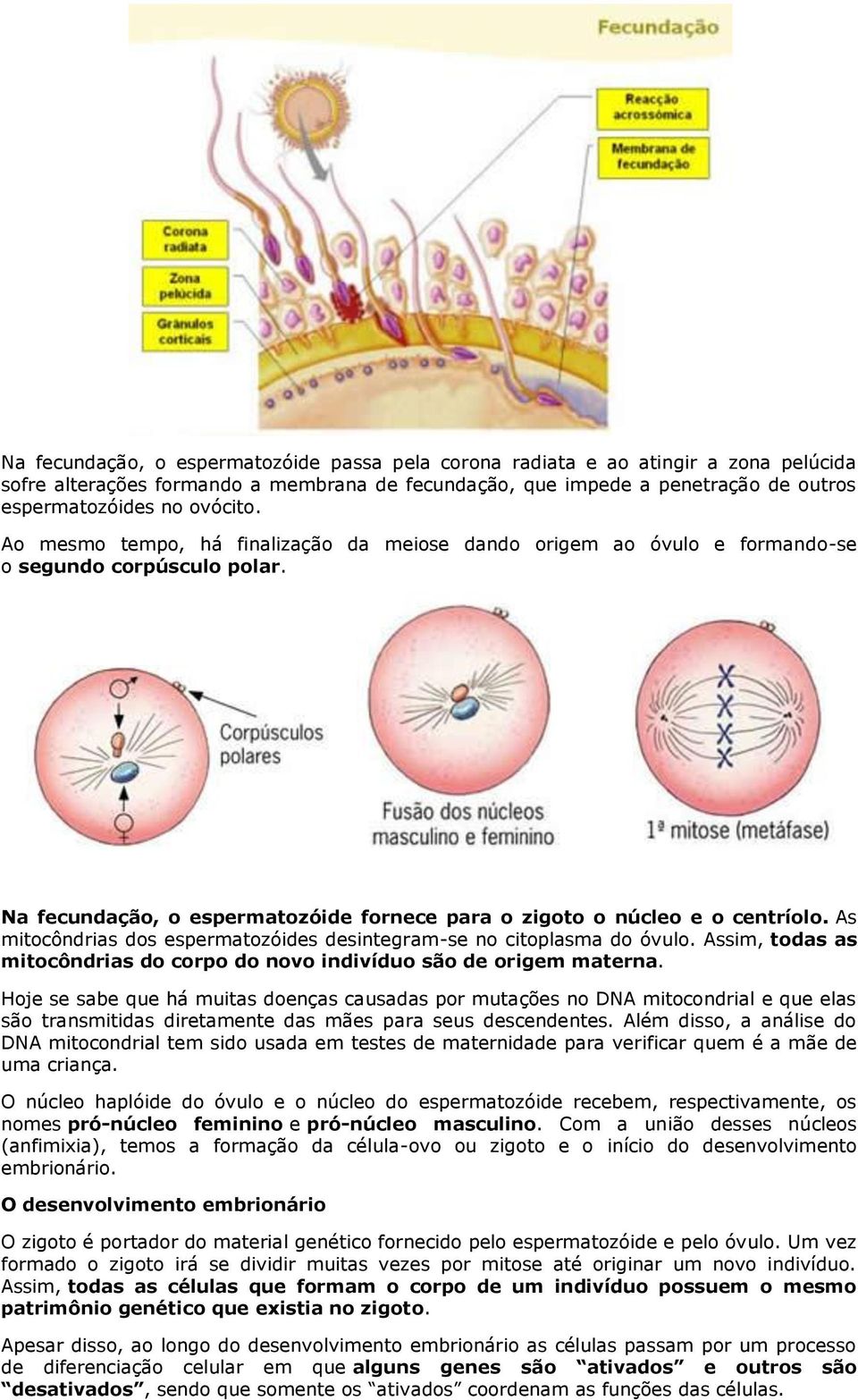 As mitocôndrias dos espermatozóides desintegram-se no citoplasma do óvulo. Assim, todas as mitocôndrias do corpo do novo indivíduo são de origem materna.