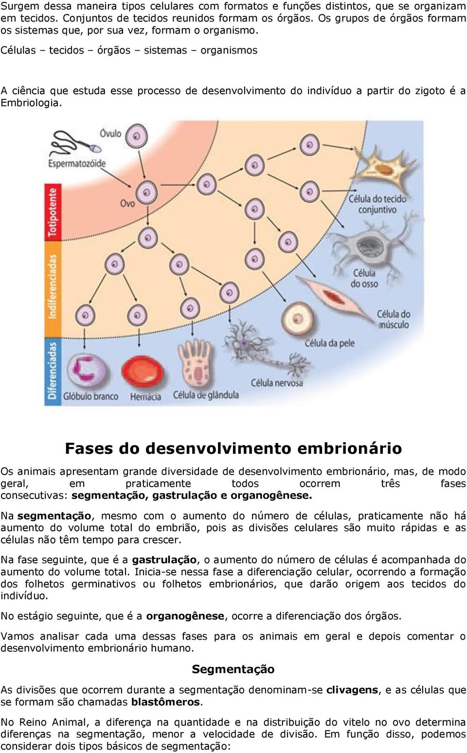 Células tecidos órgãos sistemas organismos A ciência que estuda esse processo de desenvolvimento do indivíduo a partir do zigoto é a Embriologia.