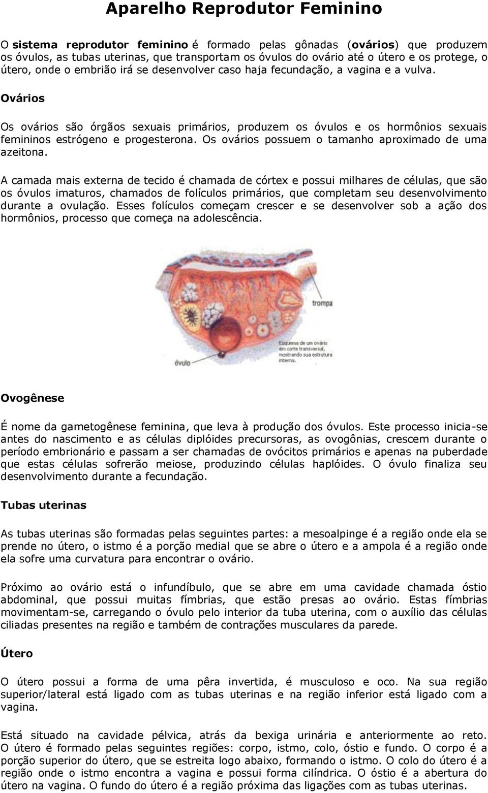 Ovários Os ovários são órgãos sexuais primários, produzem os óvulos e os hormônios sexuais femininos estrógeno e progesterona. Os ovários possuem o tamanho aproximado de uma azeitona.