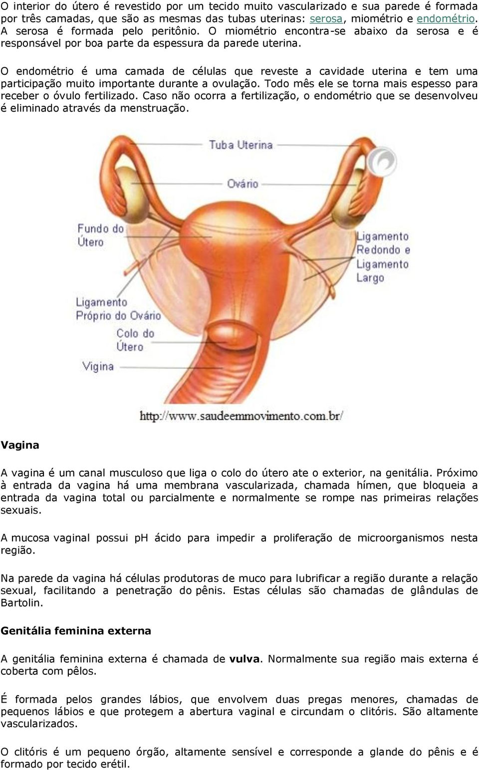 O endométrio é uma camada de células que reveste a cavidade uterina e tem uma participação muito importante durante a ovulação. Todo mês ele se torna mais espesso para receber o óvulo fertilizado.