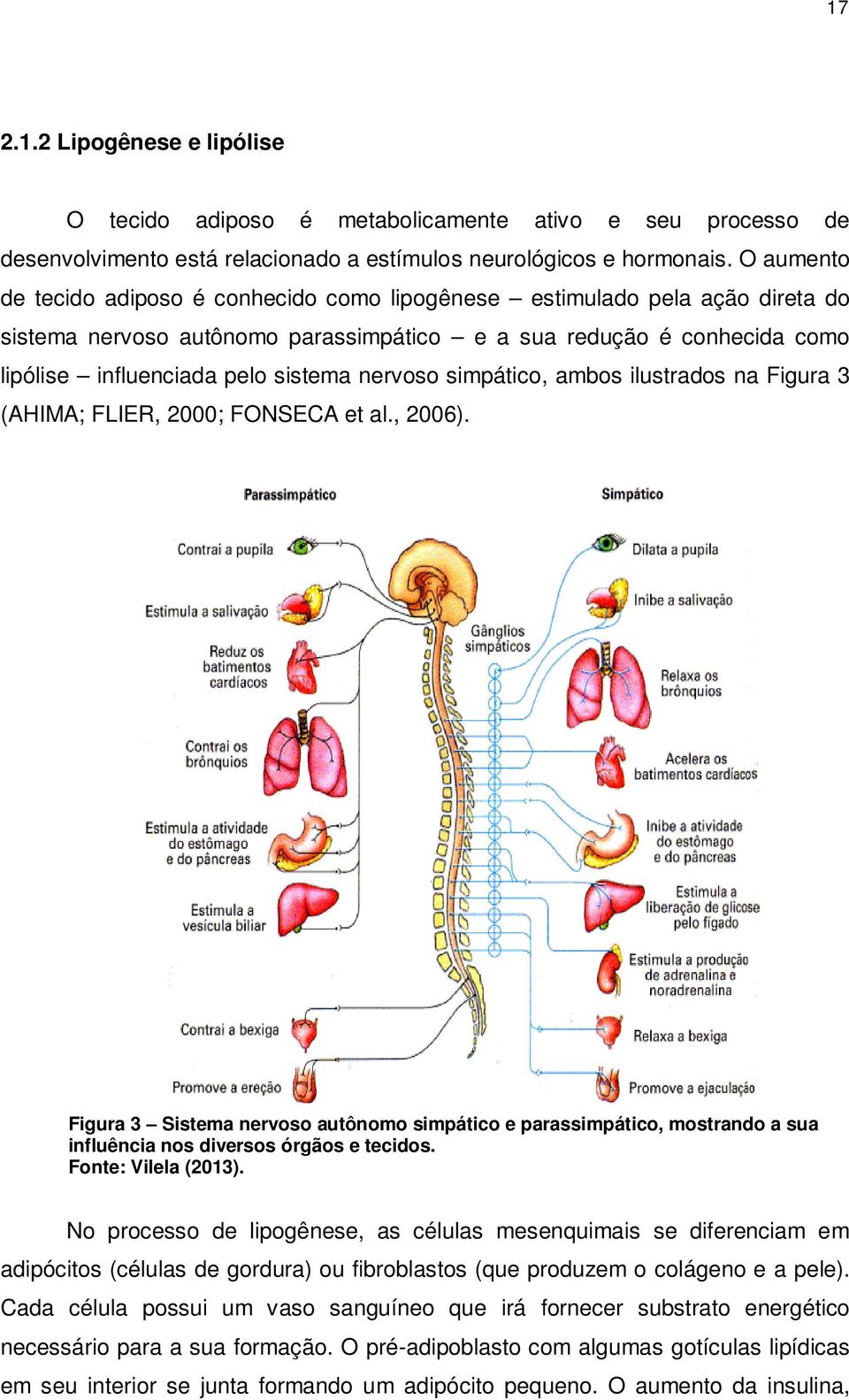 nervoso simpático, ambos ilustrados na Figura 3 (AHIMA; FLIER, 2000; FONSECA et al., 2006).