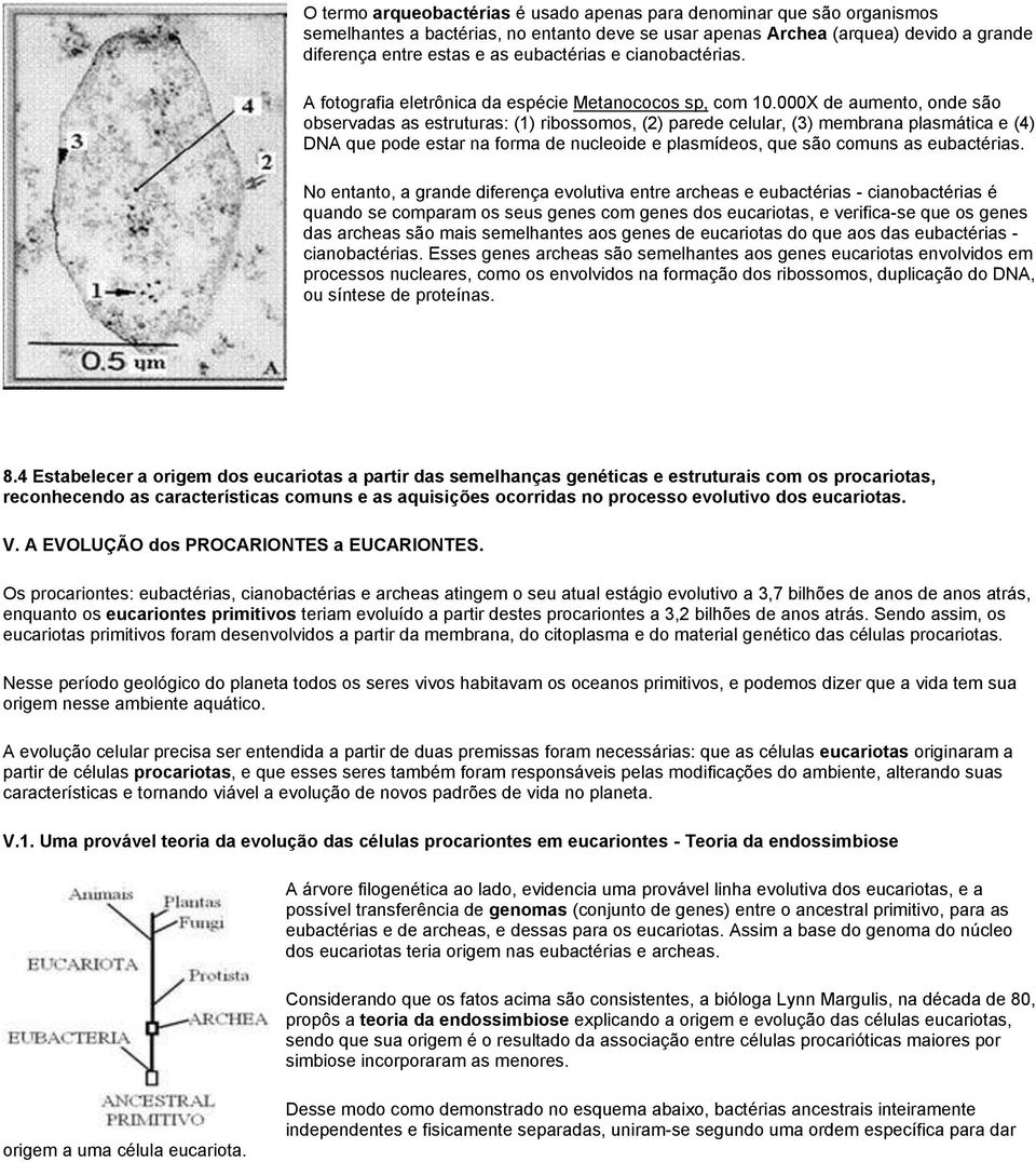 000X de aumento, onde são observadas as estruturas: (1) ribossomos, (2) parede celular, (3) membrana plasmática e (4) DNA que pode estar na forma de nucleoide e plasmídeos, que são comuns as