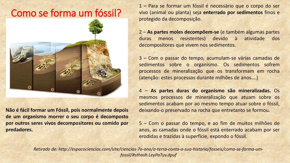 3 Com o passar do tempo, acumulam-se várias camadas de sedimentos sobre o organismo.