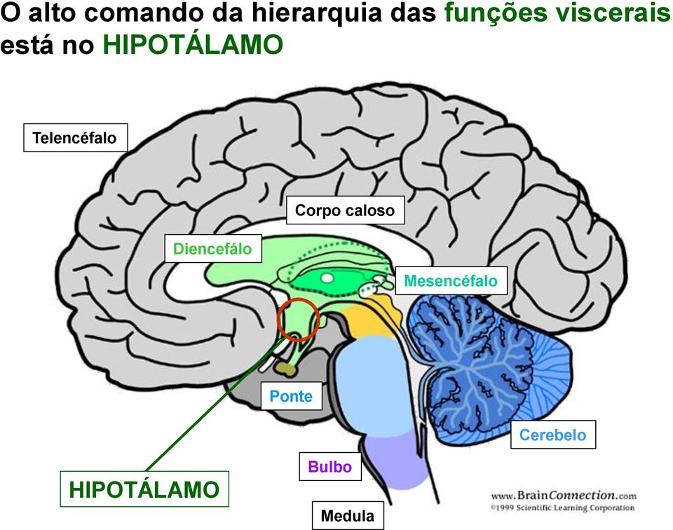 Telencéfalo Diencefálo Corpo caloso