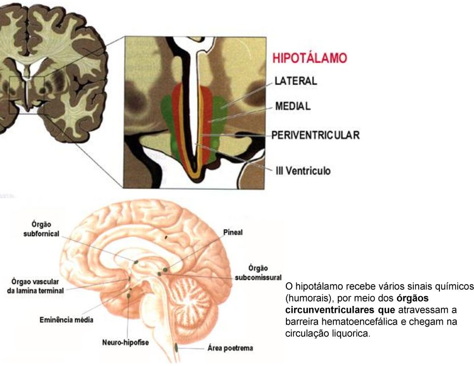 circunventriculares que atravessam a