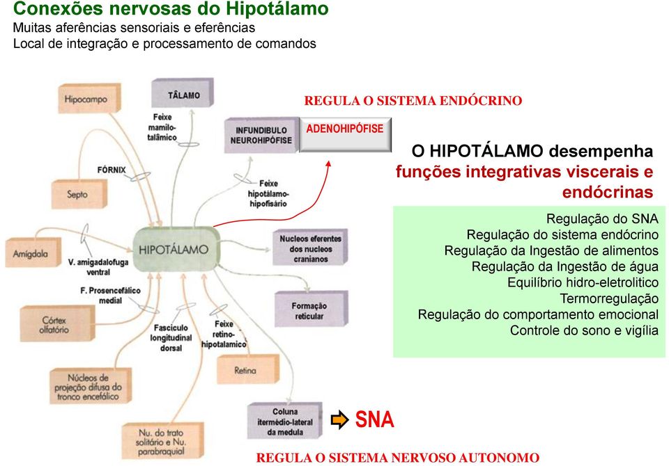 SNA Regulação do sistema endócrino Regulação da Ingestão de alimentos Regulação da Ingestão de água Equilíbrio