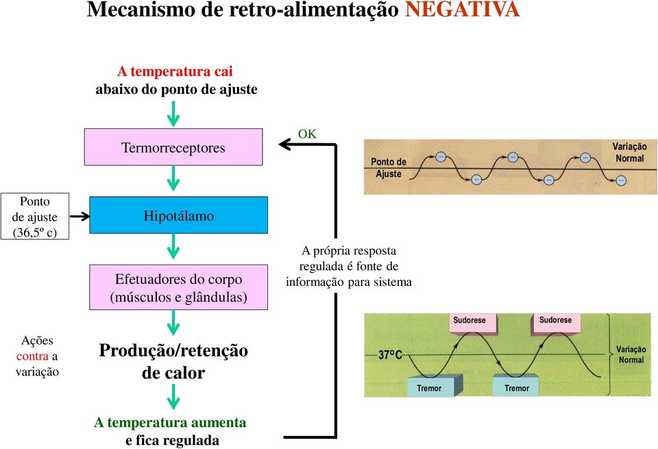 (músculos e glândulas) A própria resposta regulada é fonte de informação para