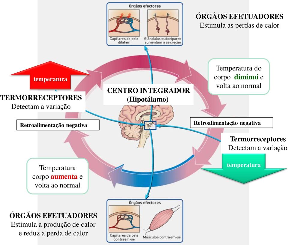 (Hipotálamo) Temperatura do corpo diminui e volta ao normal Retroalimentação negativa