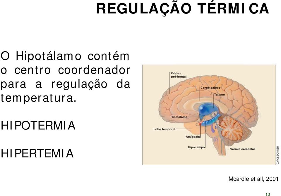 regulação da temperatura.