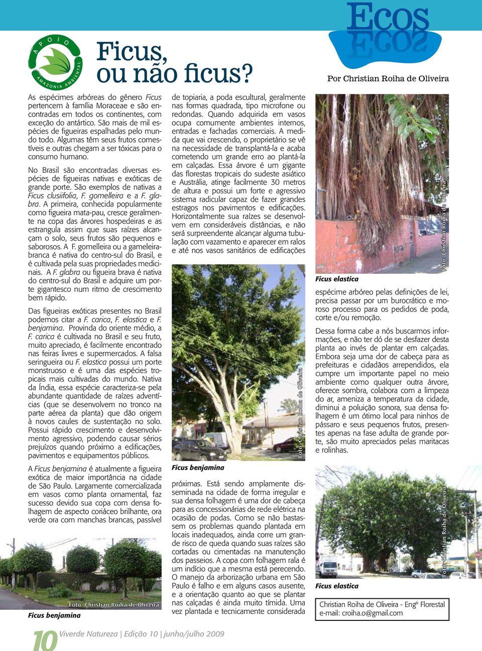 No Brasil são encontradas diversas espécies de figueiras nativas e exóticas de grande porte. São exemplos de nativas a Ficus clusiifolia, F. gomelleira e a F. glabra.