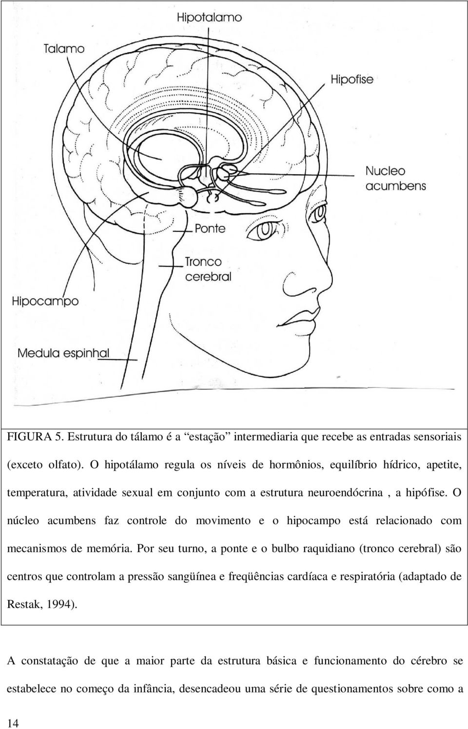 O núcleo acumbens faz controle do movimento e o hipocampo está relacionado com mecanismos de memória.