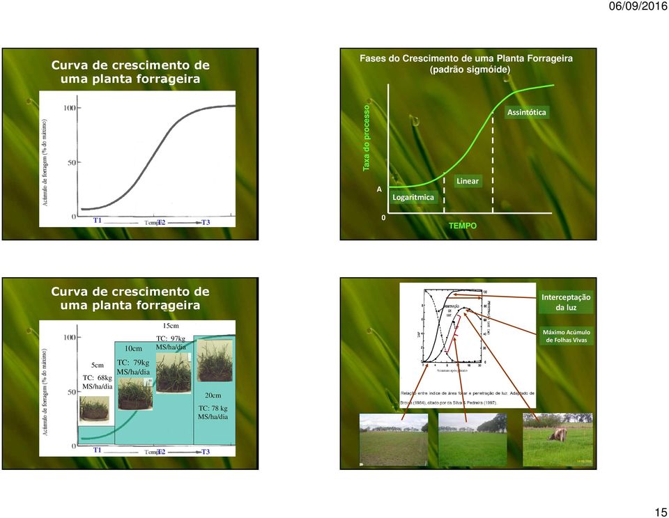 crescimento de uma planta forrageira Interceptação da luz 5cm TC: 68kg MS/ha/dia 10cm TC: 79kg
