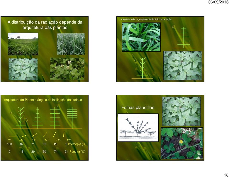 da Planta e ângulo de inclinação das folhas Folhas planófilas 0 30