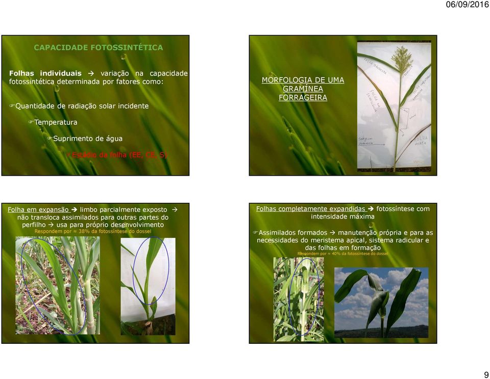 partes do perfilho usa para próprio desenvolvimento Respondem por 38% da fotossíntese do dossel Folhas completamente expandidas fotossíntese com intensidade máxima