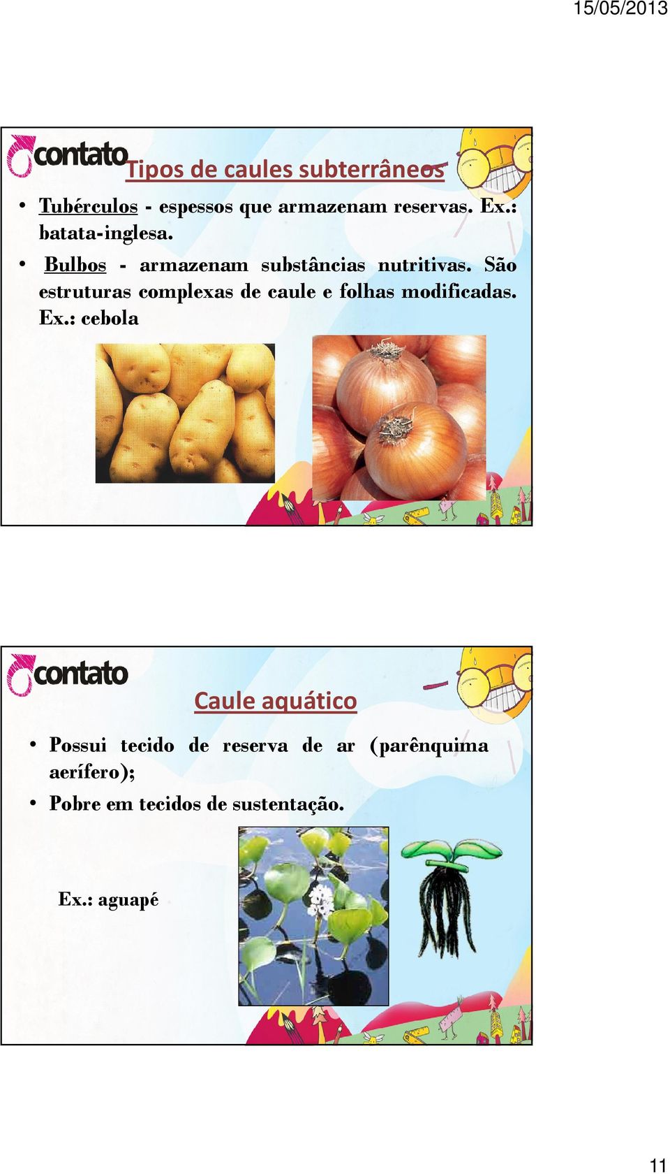 São estruturas complexas de caule e folhas modificadas. Ex.