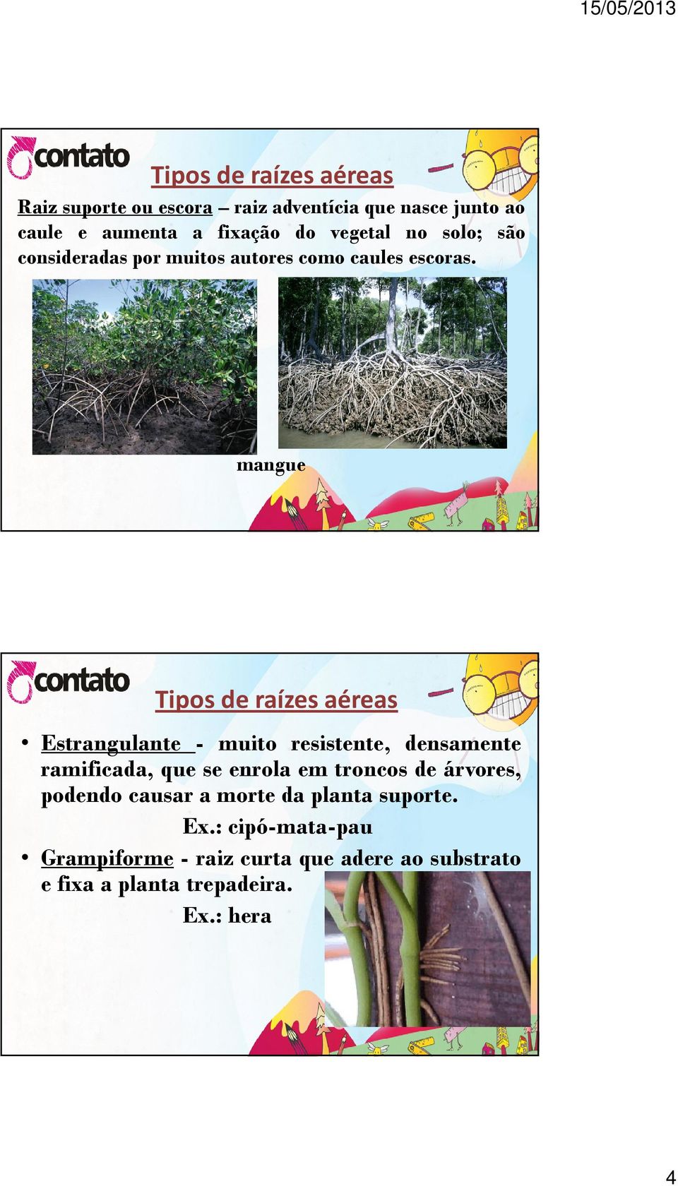 mangue Tipos de raízes aéreas Estrangulante - muito resistente, densamente ramificada, que se enrola em troncos