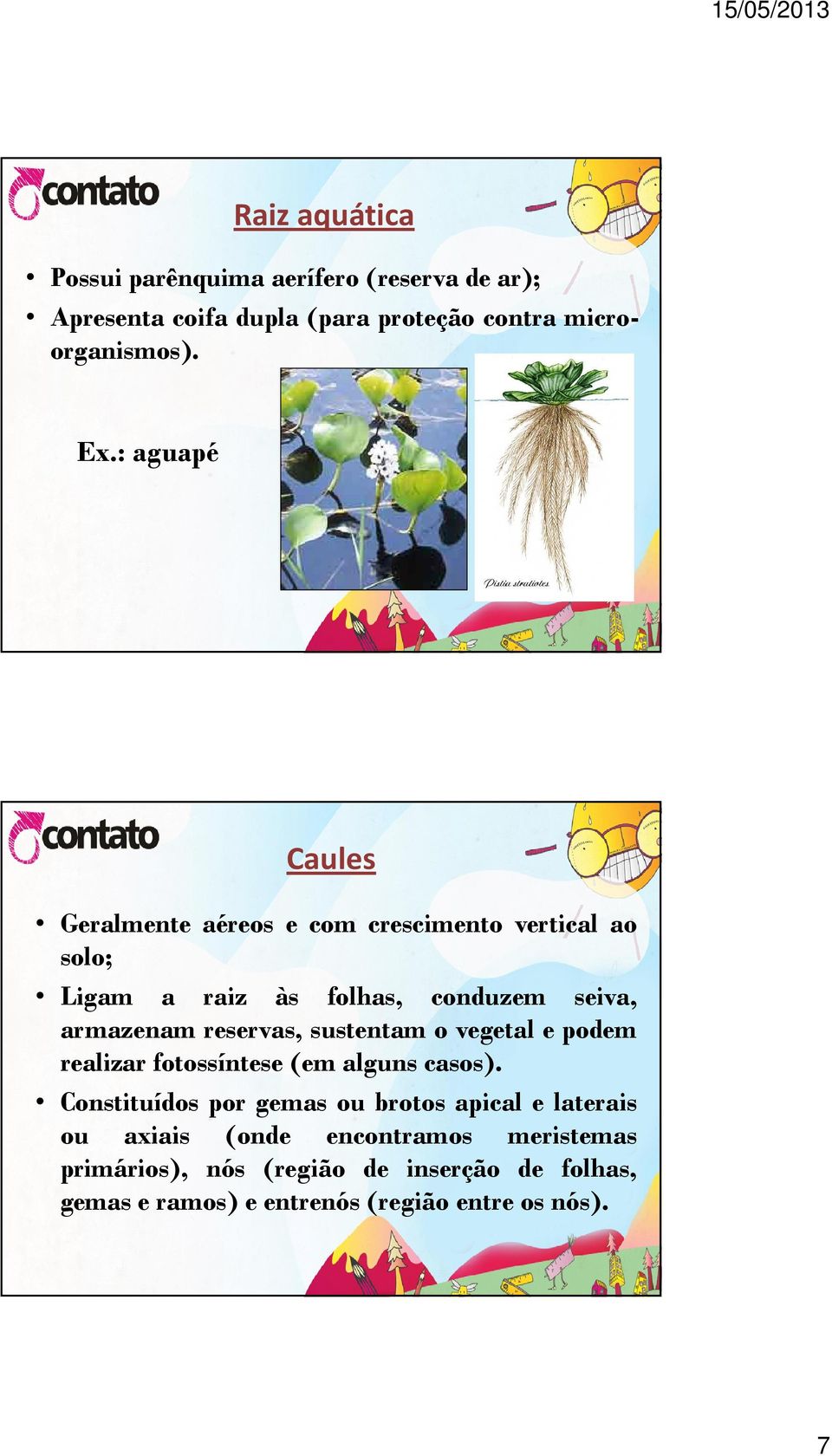 reservas, sustentam o vegetal e podem realizar fotossíntese (em alguns casos).