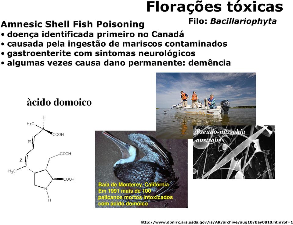 dano permanente: demência àcido domoico Pseudo-nitzschia australis Baía de Monterey, Califórnia Em 1991 mais de