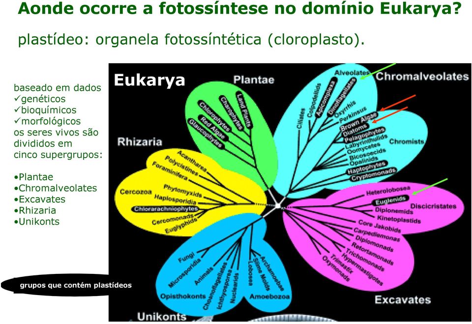 baseado em dados genéticos bioquímicos morfológicos os seres vivos são