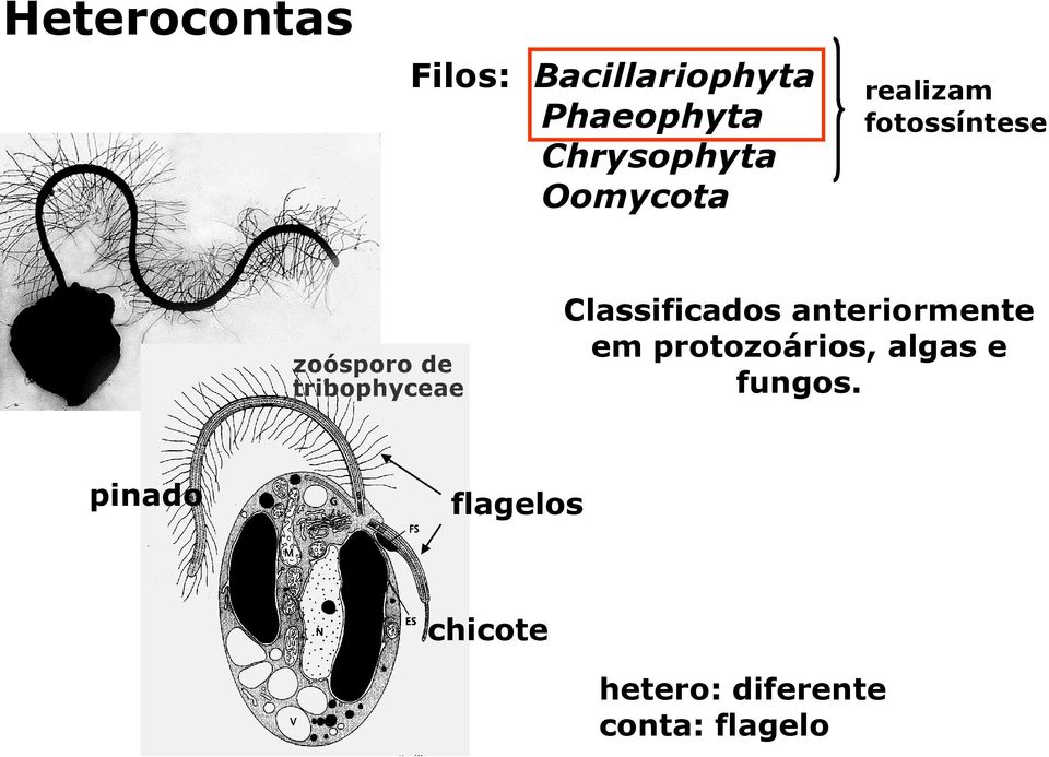 tribophyceae Classificados anteriormente em protozoários,