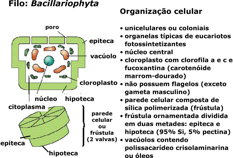 e fucoxantina (carotenóide marrom-dourado) não possuem flagelos (exceto gameta masculino) parede celular composta de sílica polimerizada